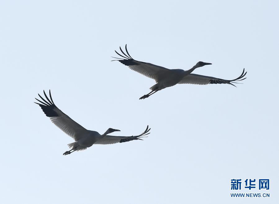 鄱湖有鹤