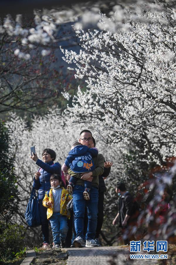 十里梅花香雪海 千树万树喜迎春