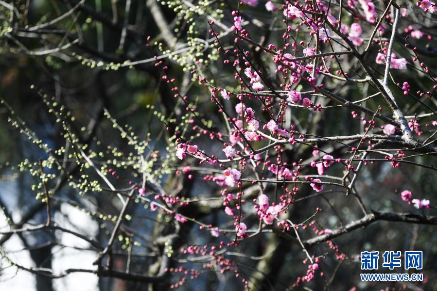 十里梅花香雪海 千树万树喜迎春