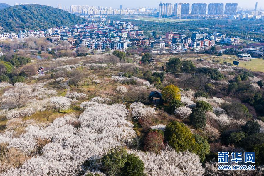 十里梅花香雪海 千树万树喜迎春