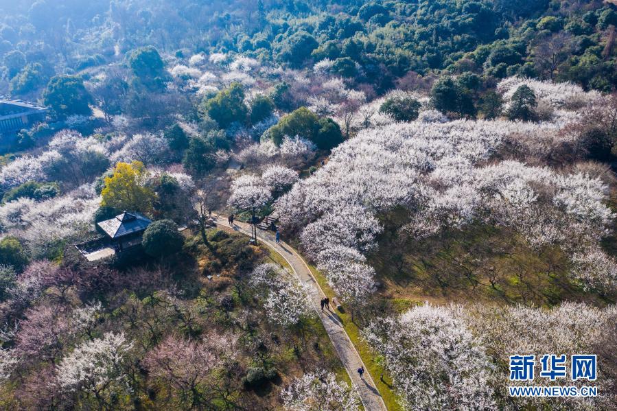 十里梅花香雪海 千树万树喜迎春