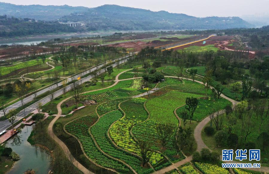 重庆广阳岛：油菜花开景色美