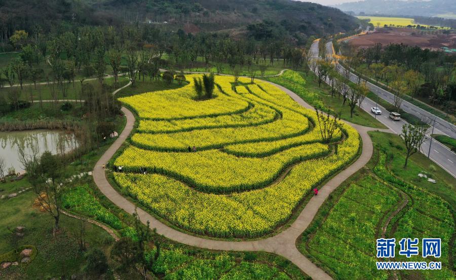 重庆广阳岛：油菜花开景色美