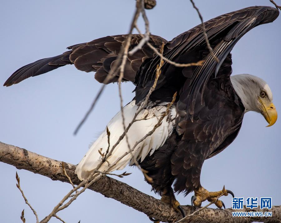 美国伊利诺伊州：白头海雕栖息