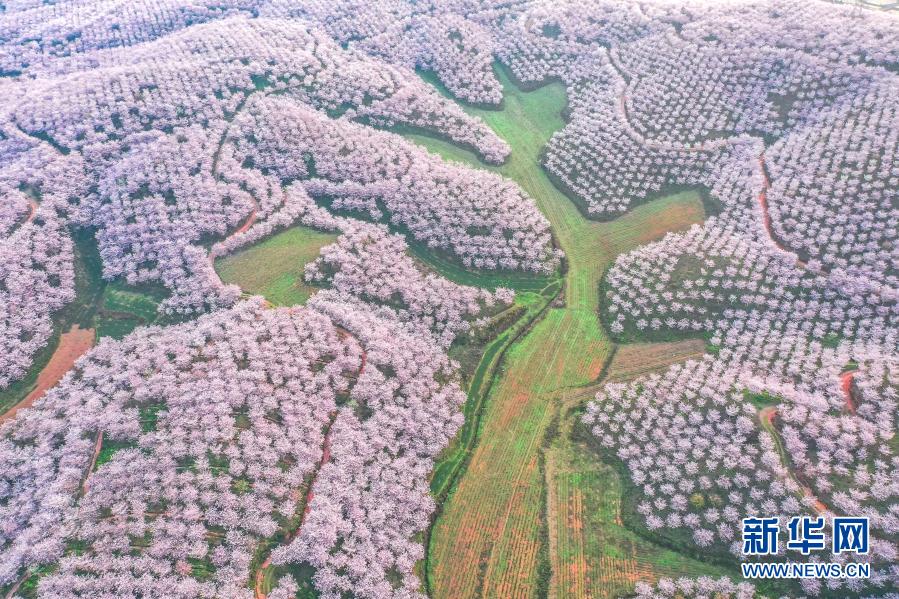 贵州安顺：樱花美景促振兴