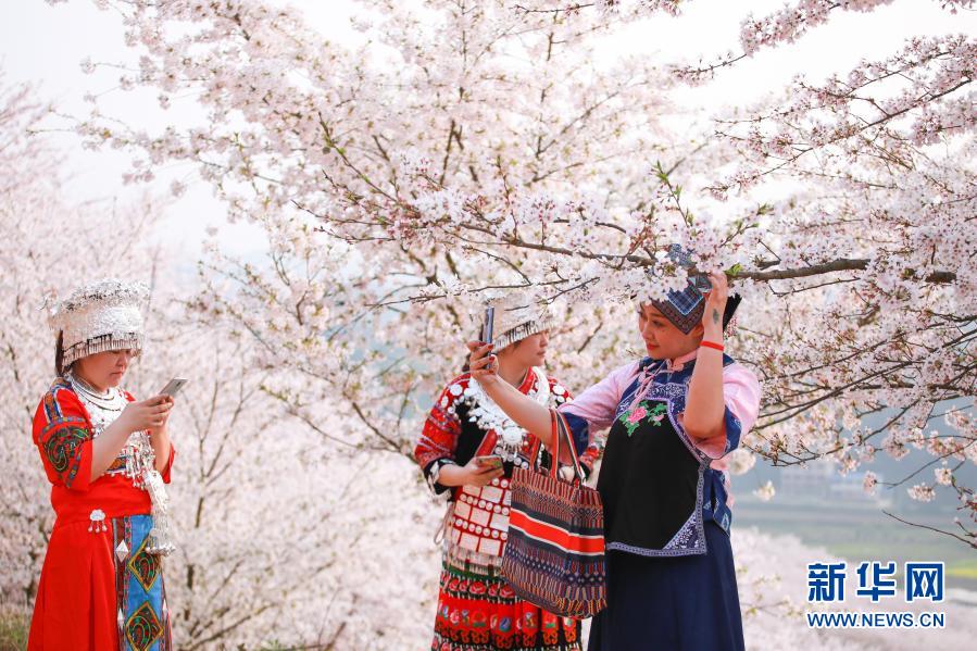 贵州安顺：樱花美景促振兴