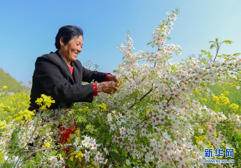 河北邱县：文冠果花开正芬芳