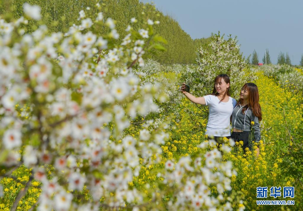 河北邱县：文冠果花开正芬芳