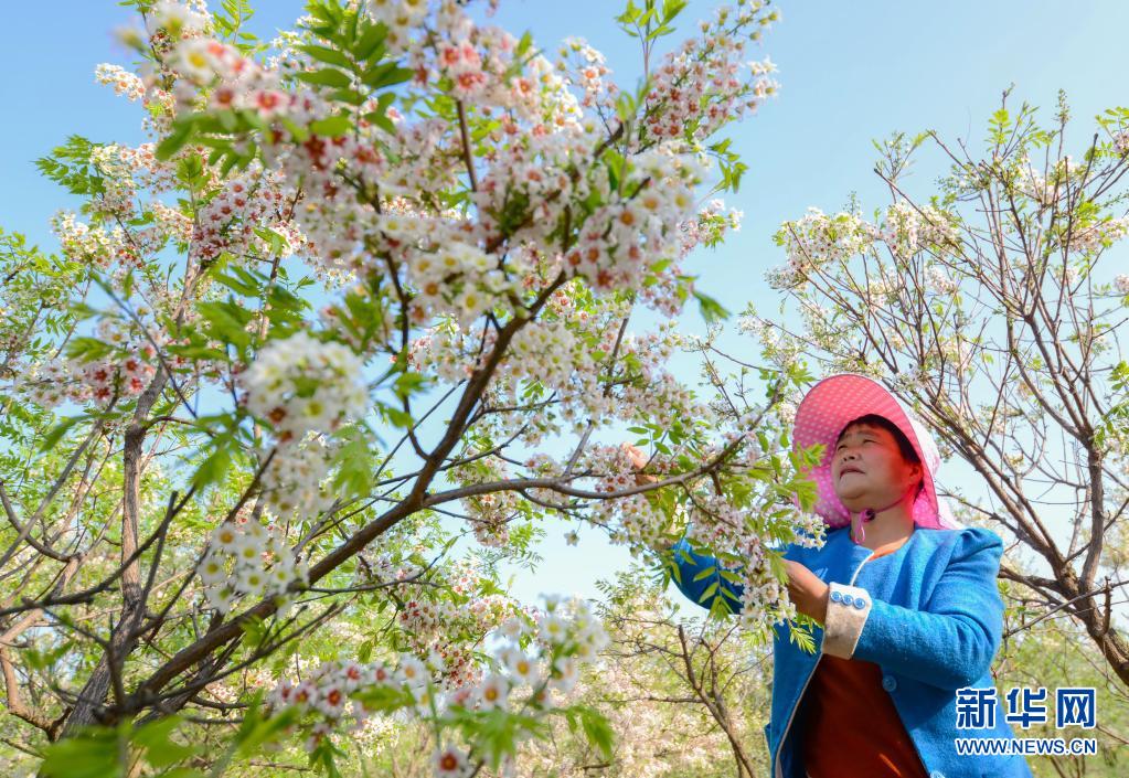 河北邱县：文冠果花开正芬芳
