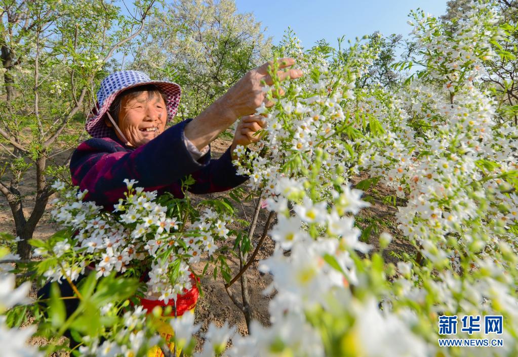 河北邱县：文冠果花开正芬芳