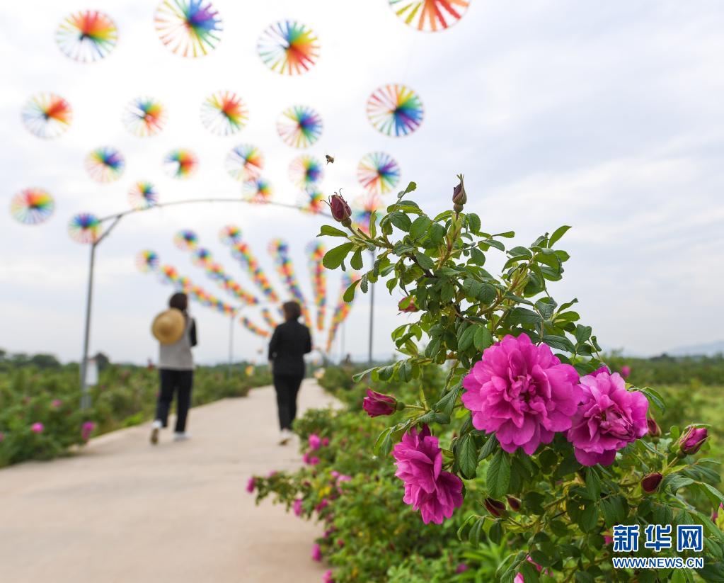 “百花争艳”助推乡村“美丽经济”