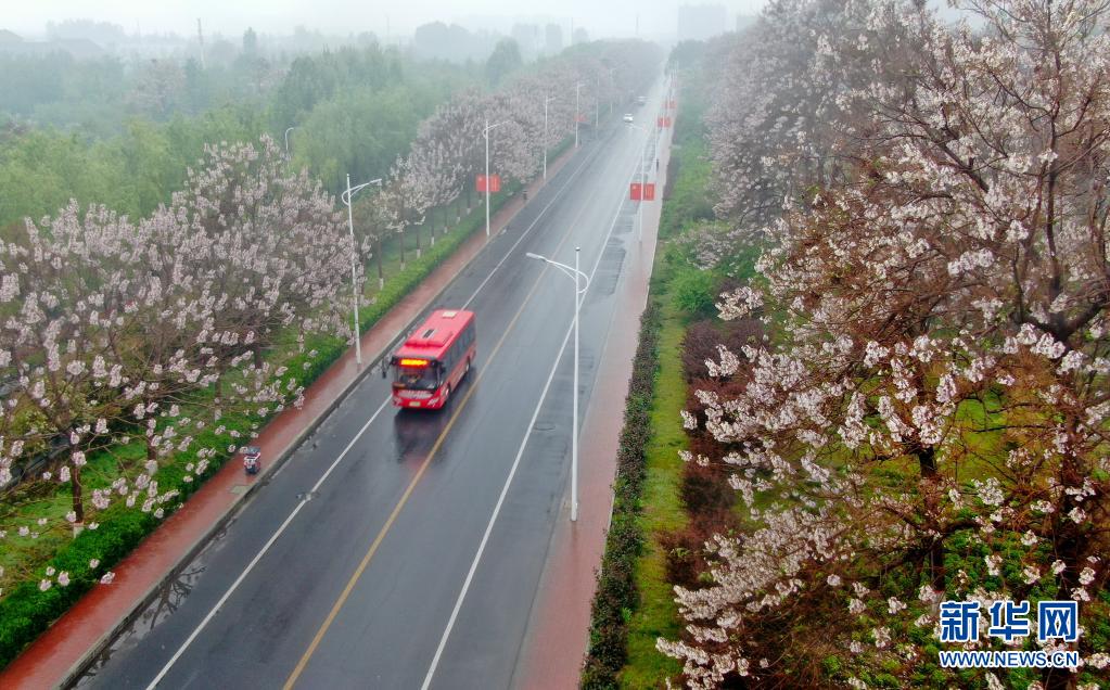 “焦桐”花开 兰考换新颜