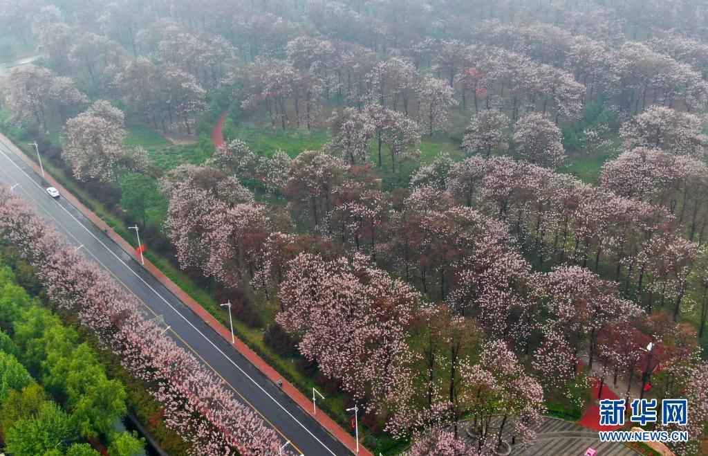 “焦桐”花开 兰考换新颜