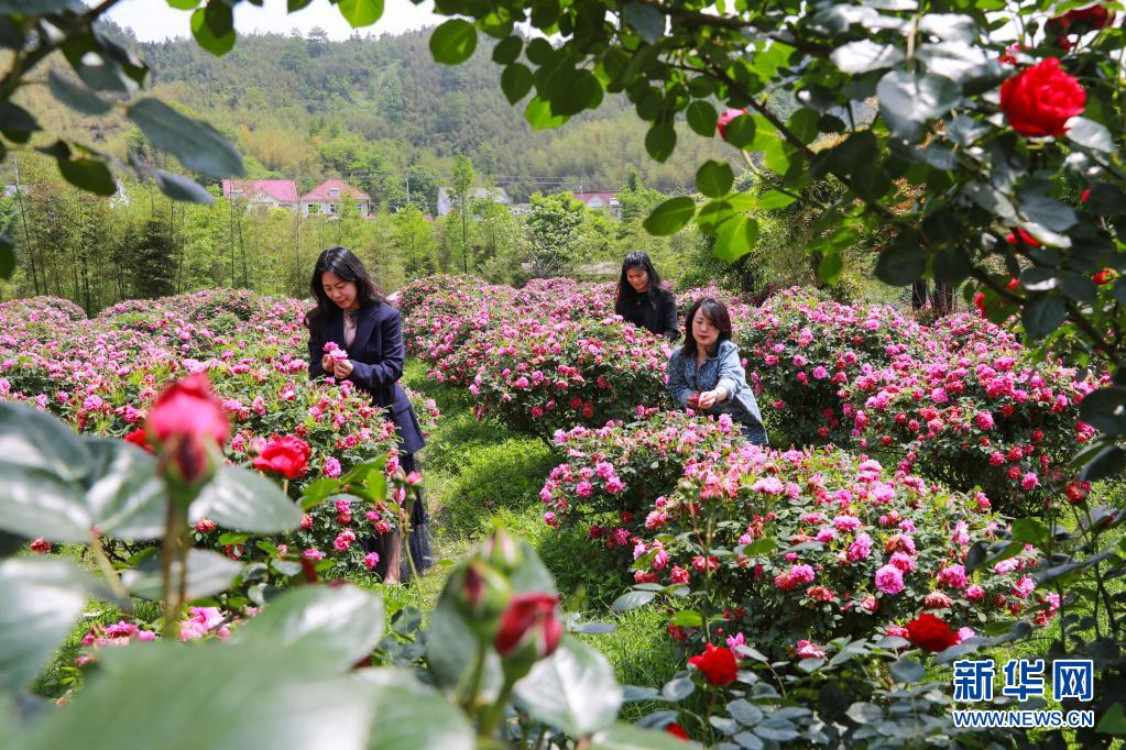 花开引客来