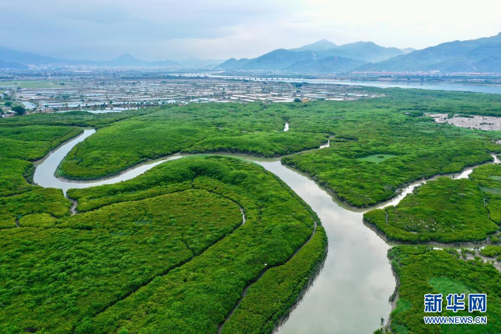 福建云霄：鹭鸟云集红树林