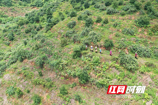 衡山：金银花里摘“金银”