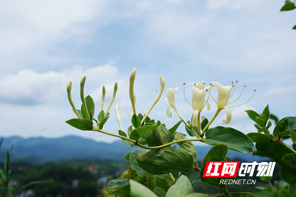 衡山：金银花里摘“金银”