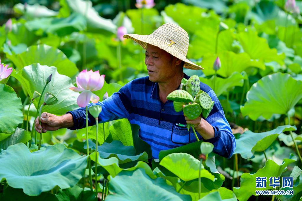 盛夏时节采莲忙