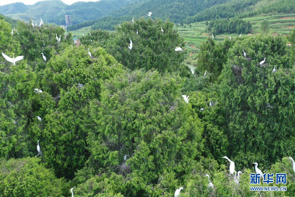 贵州岑巩渐成珍稀鸟类栖息地