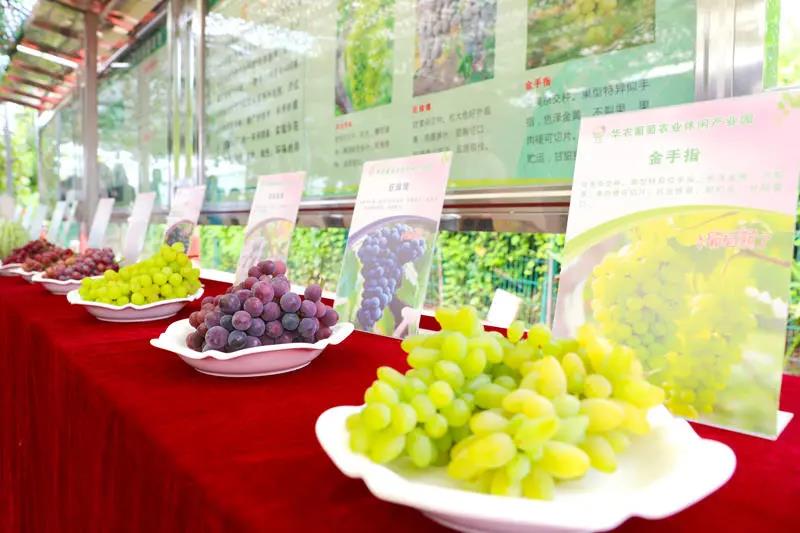 衡阳蒸湘区：瓜果飘香 雨母山首届葡萄采摘节开幕