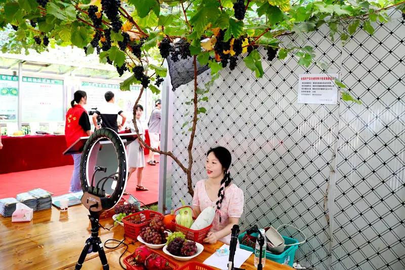 衡阳蒸湘区：瓜果飘香 雨母山首届葡萄采摘节开幕