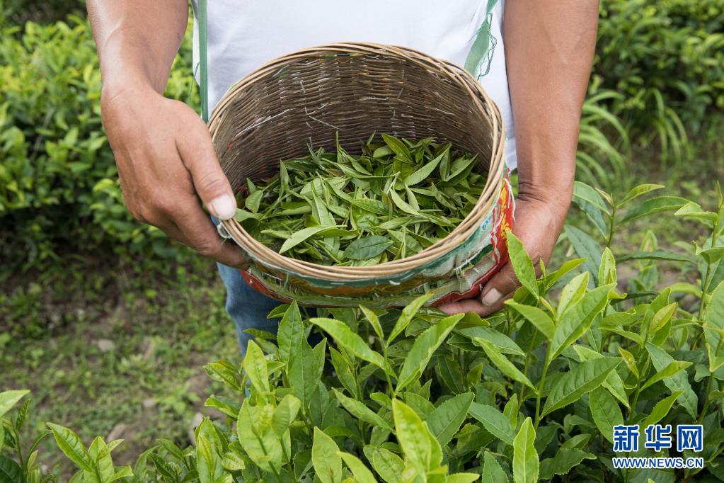 易贡茶场展新颜