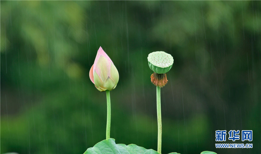 云南弥勒：荷上蒙蒙雨 翠鸟栖荷塘