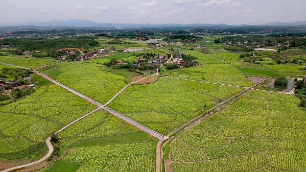 湖南耒阳：一村一落皆美景 351个村深入开展村庄清洁行动