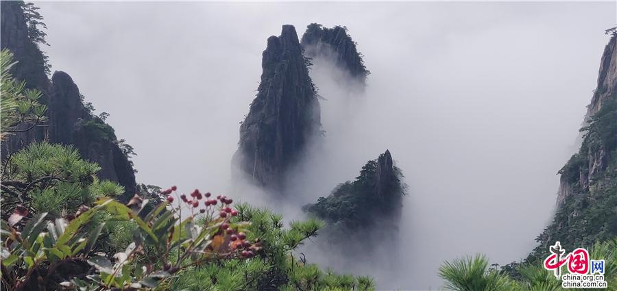 黄山晚霞云海美景 光芒万丈烟波浩渺（组图）