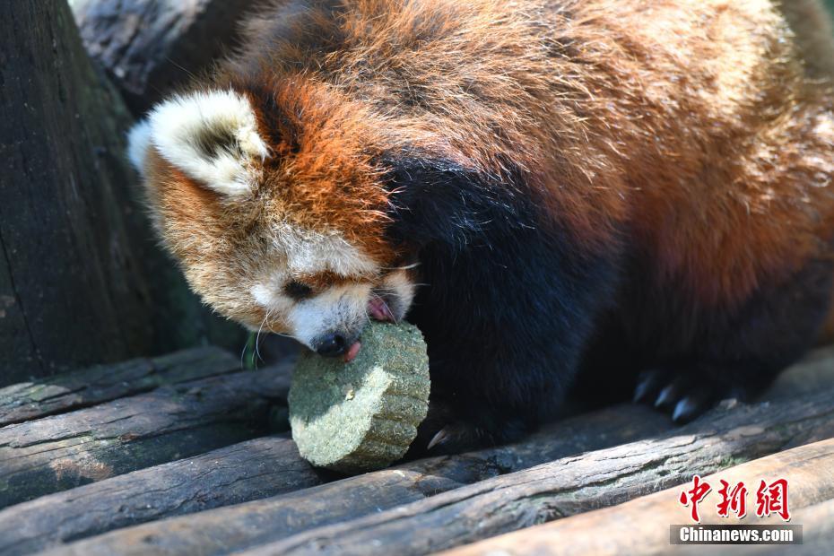 云南昆明：动物享用特制专属月饼