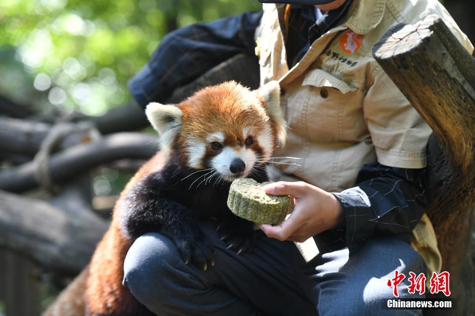 云南昆明：动物享用特制专属月饼