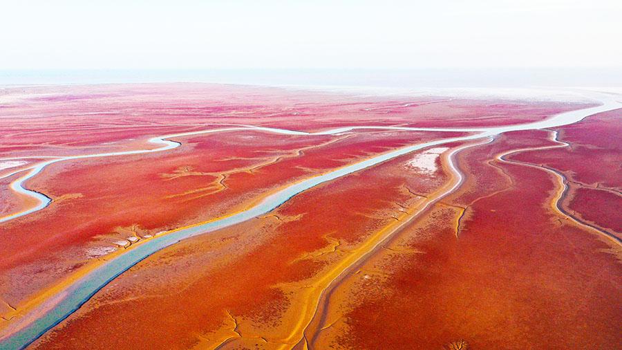 山东东营：黄河口湿地“红地毯”再现浪漫秋日风情