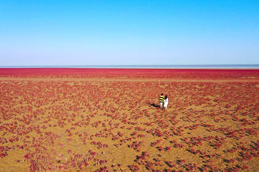 山东东营：黄河口湿地“红地毯”再现浪漫秋日风情