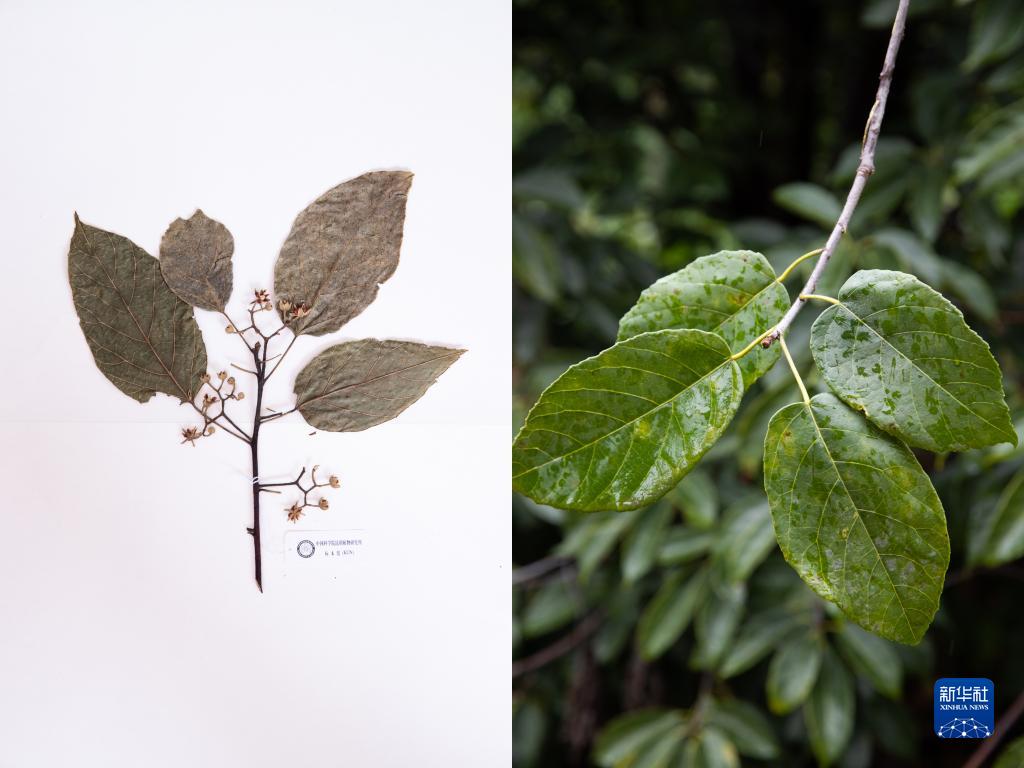 珍稀濒危植物“活起来”