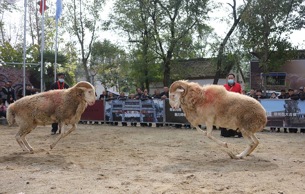 河南邓州举办首届“斗羊”大赛 力促文旅产业发展