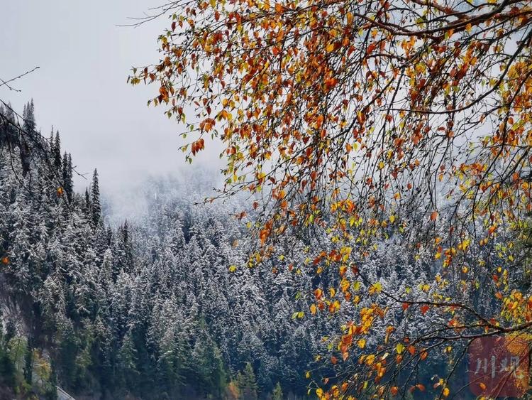 左手雪景 右手彩林 与初冬的九寨沟开启时空浪漫之旅