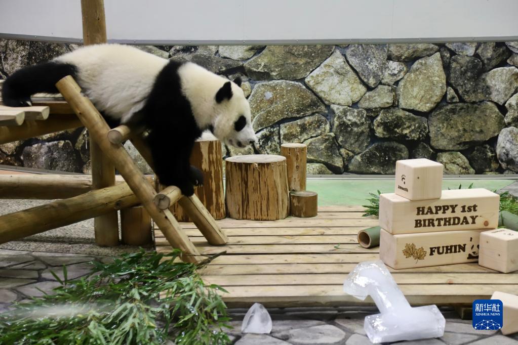 日本为大熊猫幼崽“枫浜”庆祝一岁生日