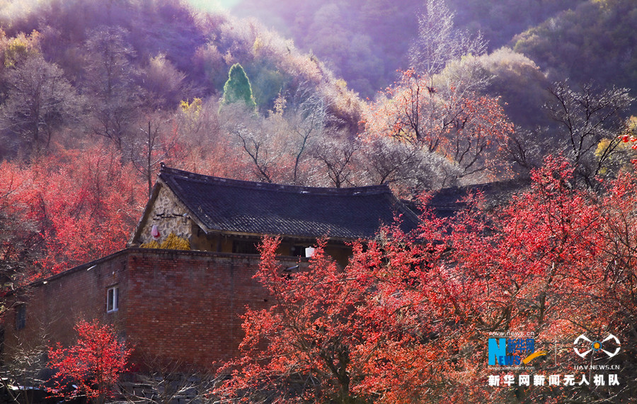 【“飞阅”中国】山茱萸扮靓小山村