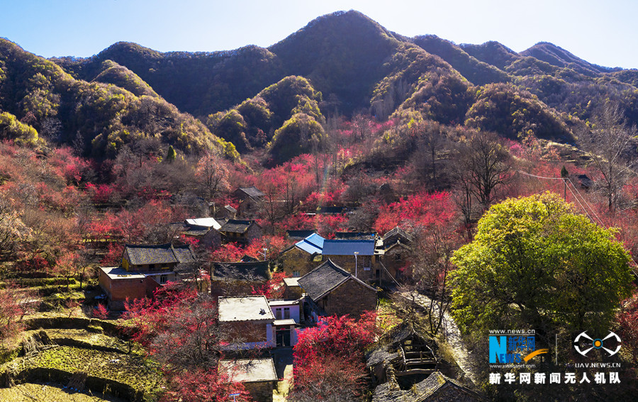 【“飞阅”中国】山茱萸扮靓小山村