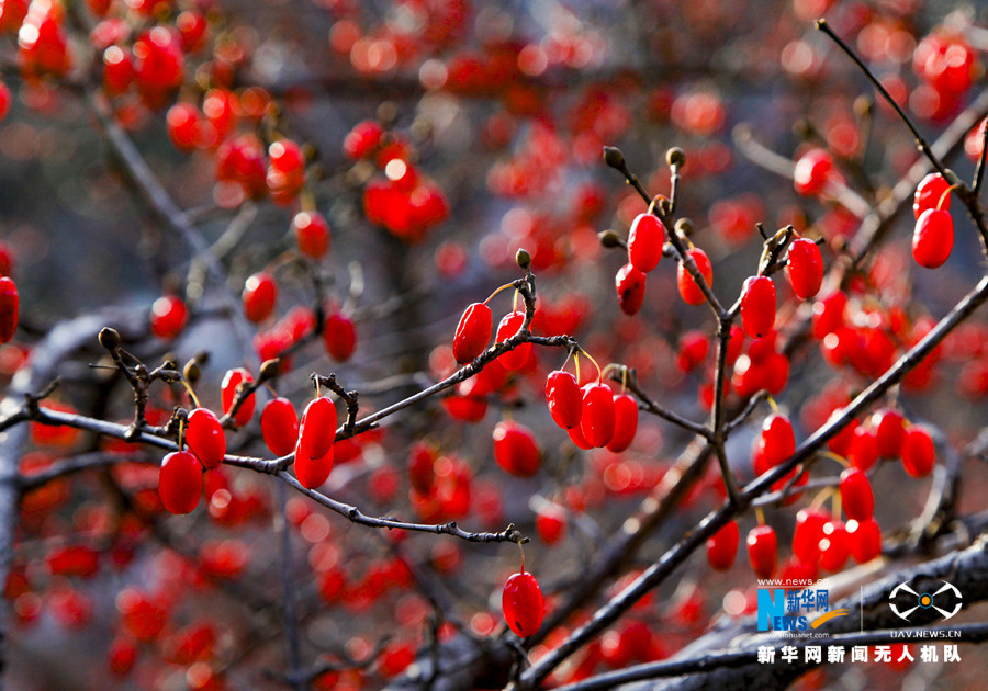 【“飞阅”中国】山茱萸扮靓小山村