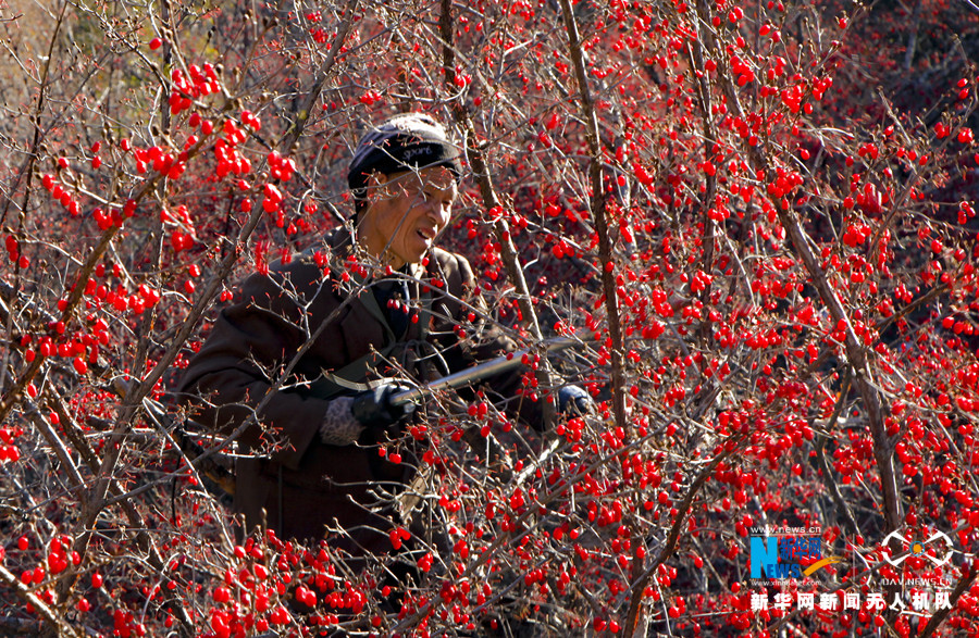 【“飞阅”中国】山茱萸扮靓小山村