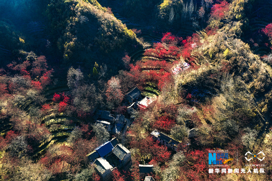 【“飞阅”中国】山茱萸扮靓小山村