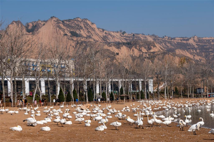 数以万计的野生大天鹅如约到黄土高原