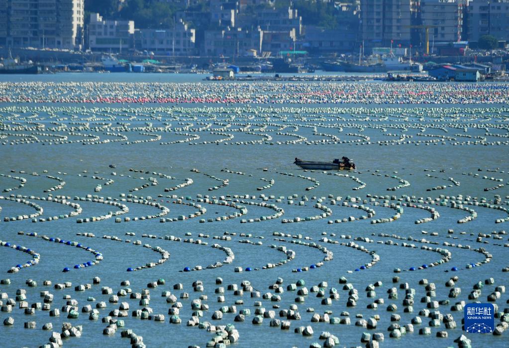 福建连江：冬季“海上牧场”渔耕图