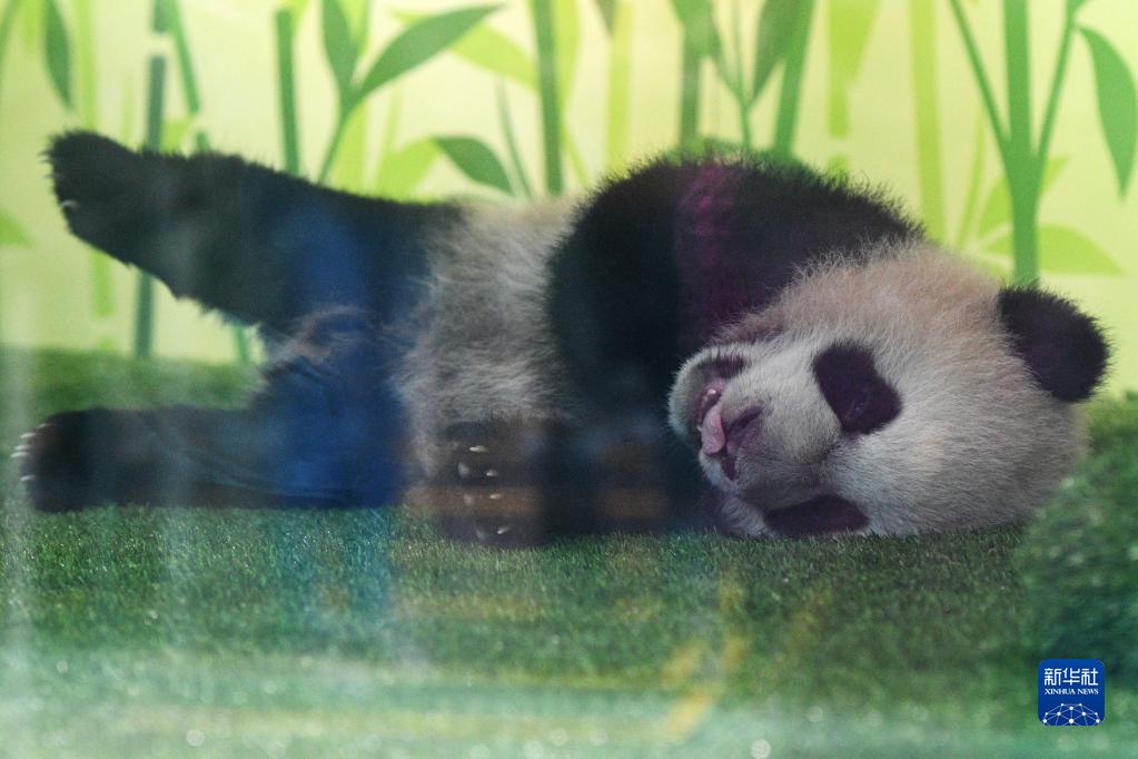 新加坡：大熊猫宝宝叻叻首次与公众见面