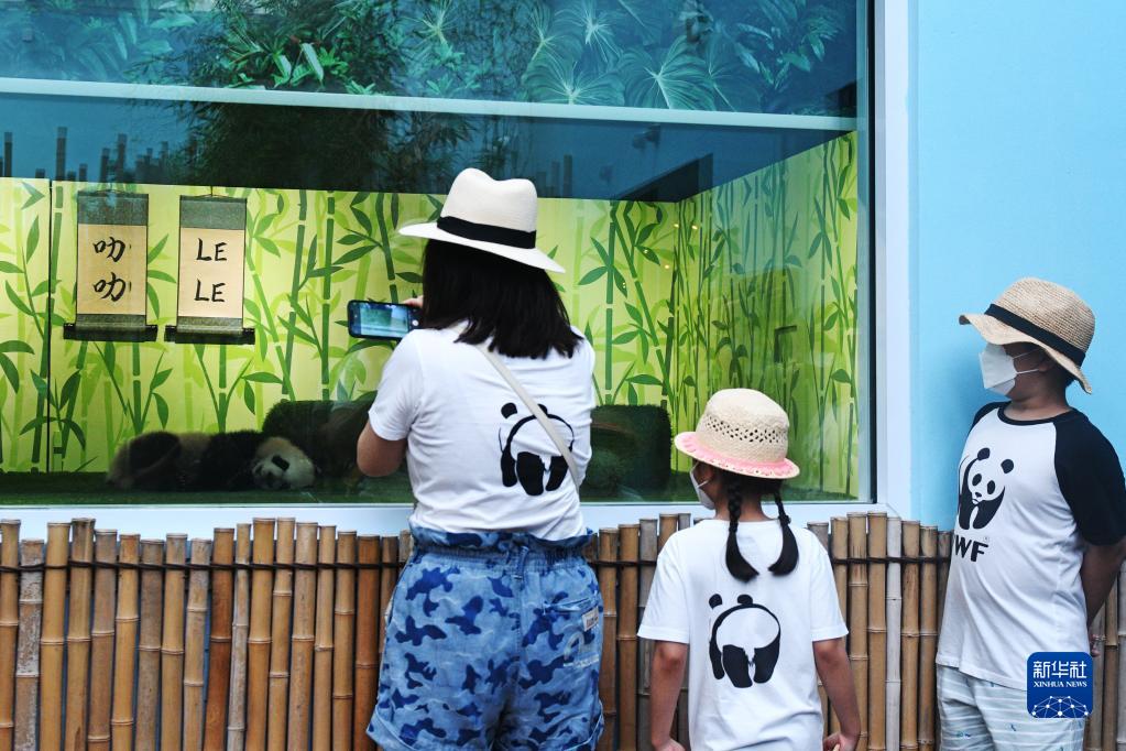 新加坡：大熊猫宝宝叻叻首次与公众见面