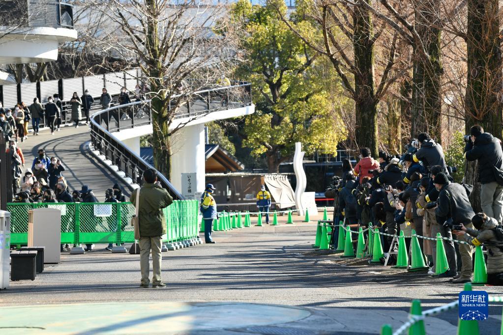 日本东京：大熊猫双胞胎首次公开亮相