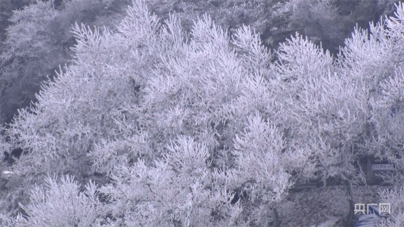 冬日美景|庐山雪景旖旎迎客来