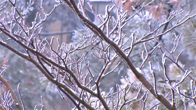 冬日美景|庐山雪景旖旎迎客来