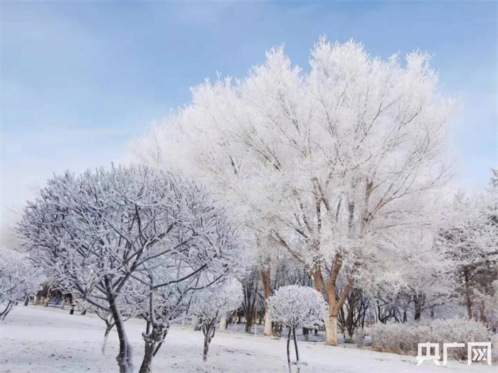 绝美！雪后额济纳现雾凇奇观